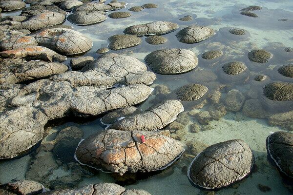 Modern day stromatolites at Shark Bay in Western Australia.